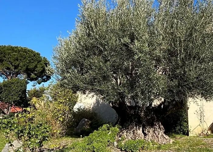 Vila Les Oliviers Monticello